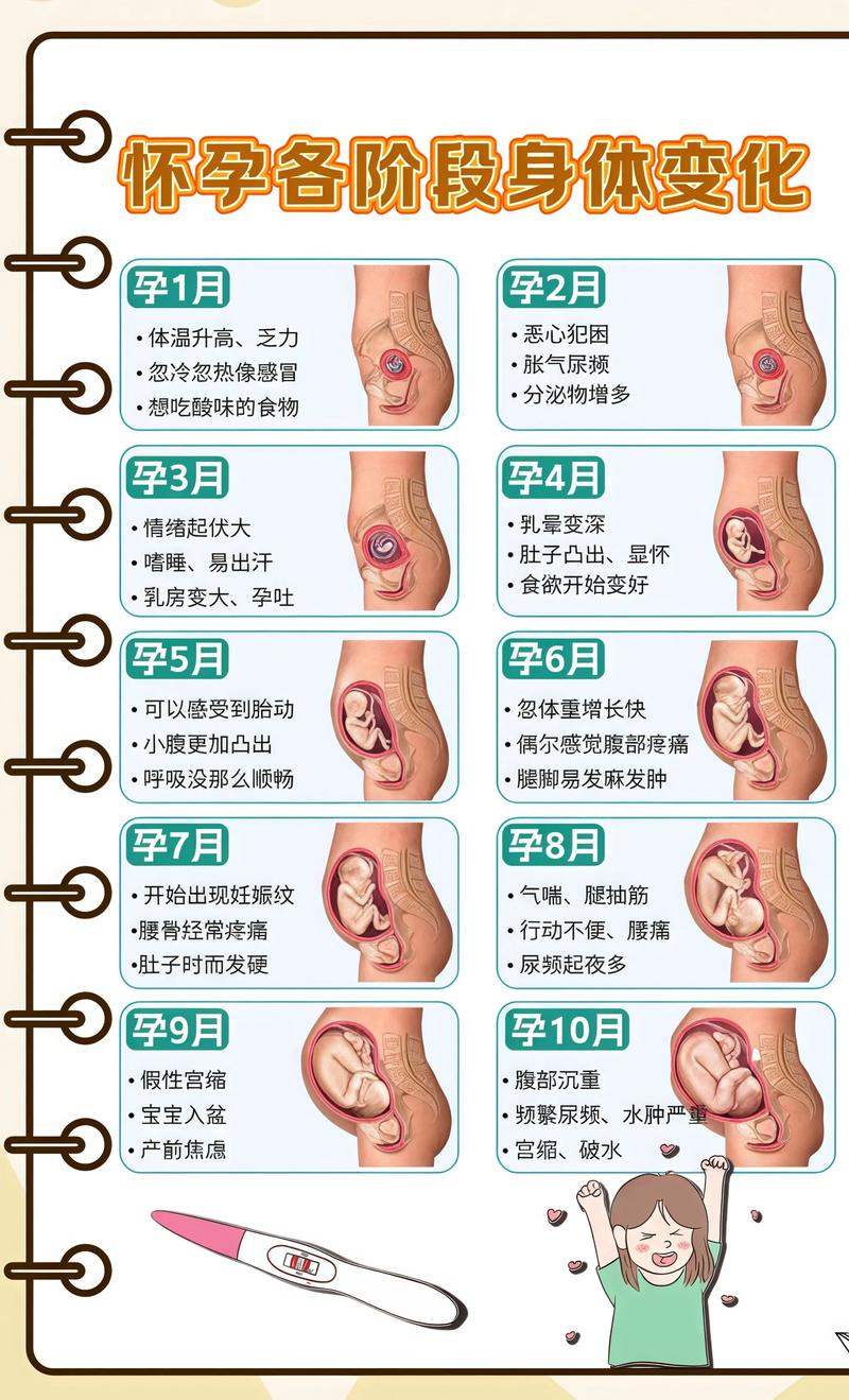 揭秘供卵代孕妈妈怀孕小腹分两节，孕期变化的奥秘镇江代生机构: